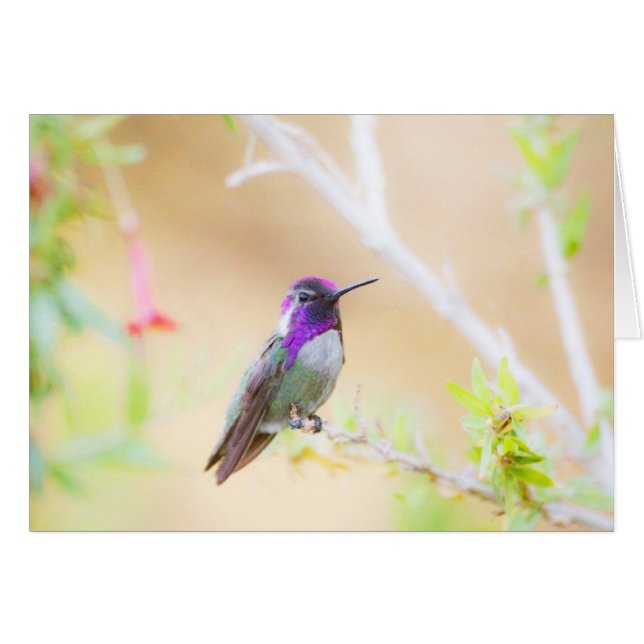 colibrí de Costa entre el follaje (Anverso (Horizontal))