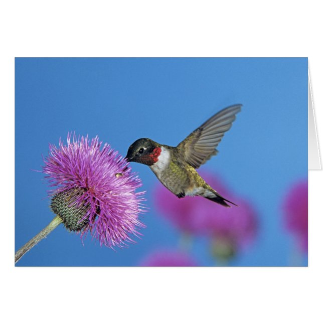 Colibrí de garganta rubí (Anverso (Horizontal))