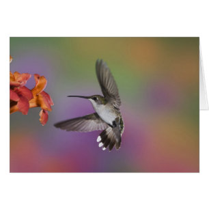Colibrí de garganta rubí hembra en vuelo