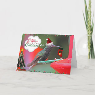Colibrí de las Felices Navidad