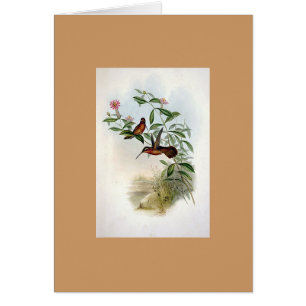 Colibrí del ermitaño de Gould - de Dohrn
