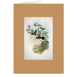 Colibrí del ermitaño de Gould - de Dohrn