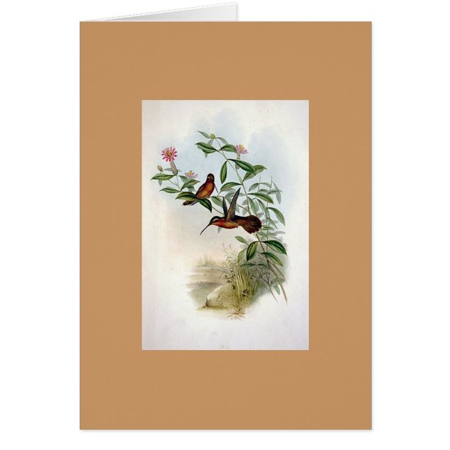 Colibrí del ermitaño de Gould - de Dohrn (Frente)