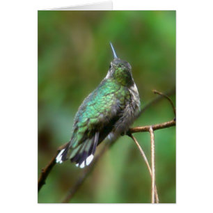 Colibrí Del Verano