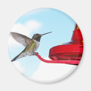 Colibrí e imán hermosos del alimentador
