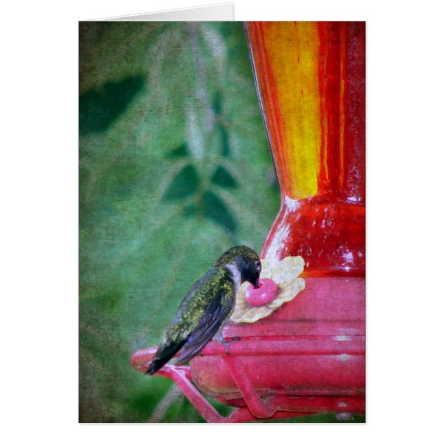 Colibrí en Feeder (Frente)