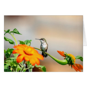 Colibrí en una planta floreciente