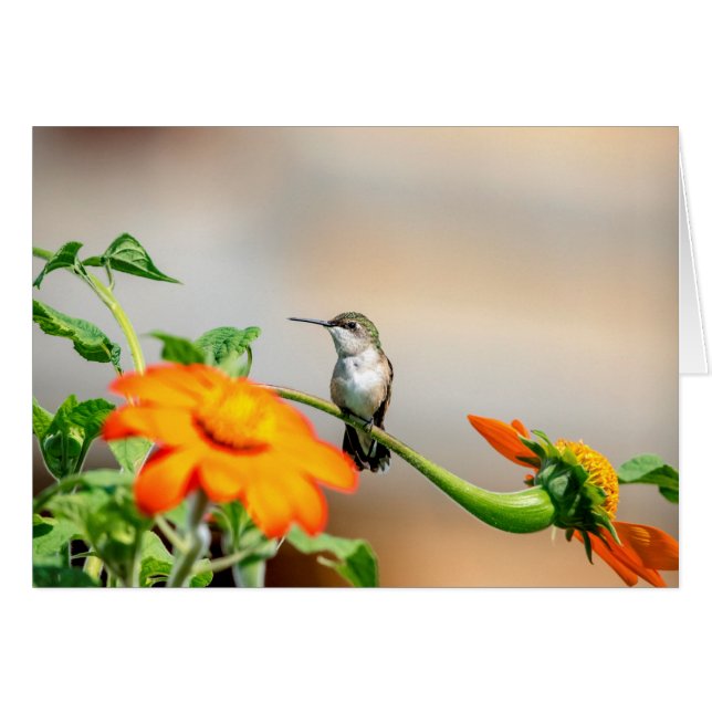 Colibrí en una planta floreciente (Anverso (Horizontal))
