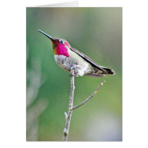 Colibrí en una rama