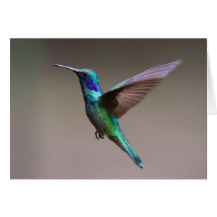Colibrí en vuelo