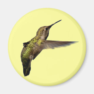 Colibrí en vuelo alrededor del imán