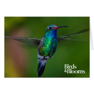 Colibrí flotante