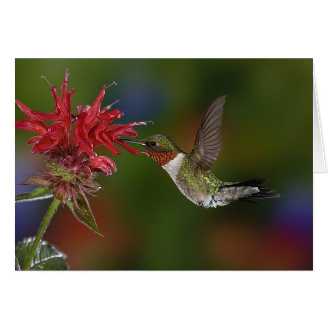 Colibrí garganta de rubí macho (Anverso (Horizontal))