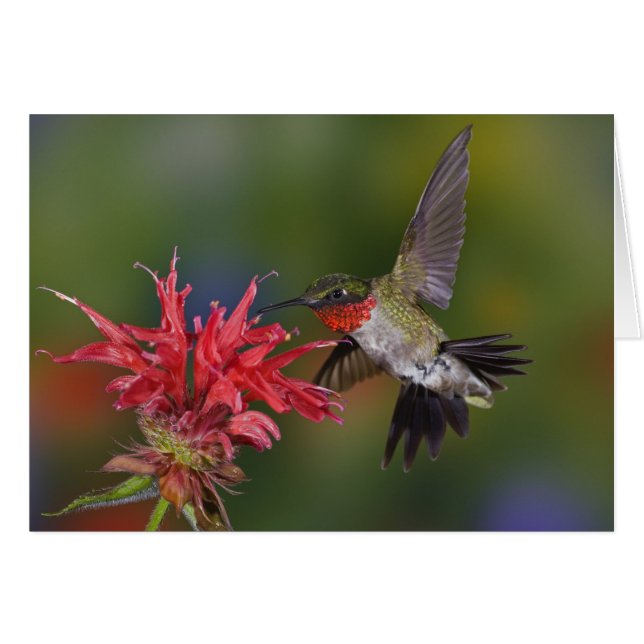 Colibrí garganta de rubí macho (Anverso (Horizontal))