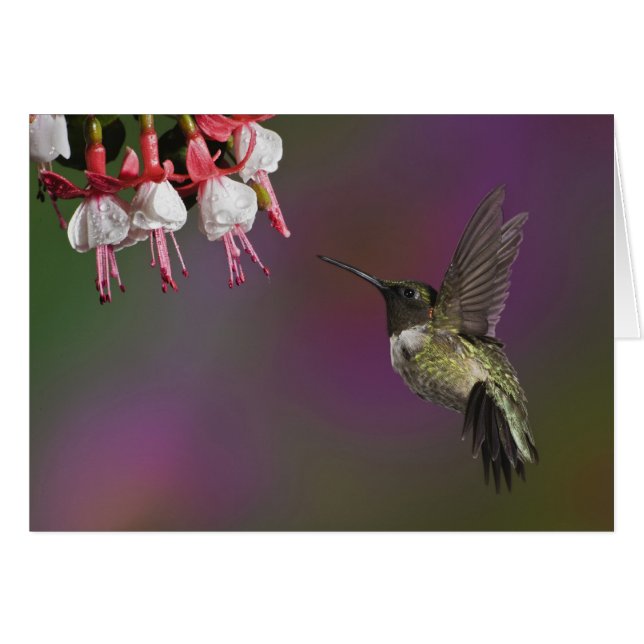 Colibrí garganta rubí macho (Anverso (Horizontal))
