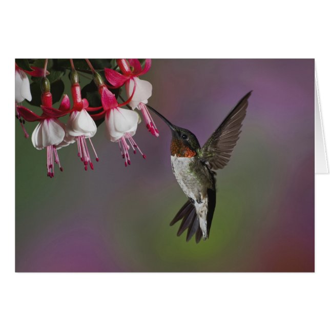 Colibrí garganta rubí macho, Archilochus (Anverso (Horizontal))