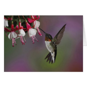 Colibrí gaviota de Ruby macho, Archilochus