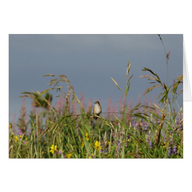 Colibrí gorda (Anverso (Horizontal))