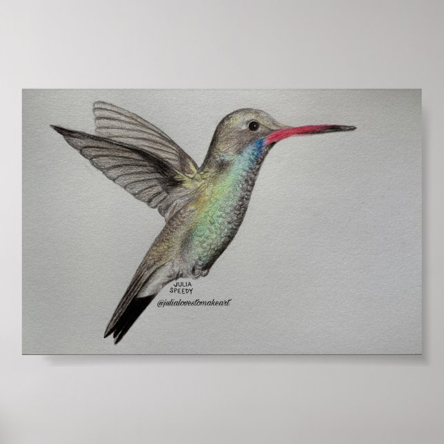 Colibrí Irisado | Impresión de Arte de Dibujo a Lá (Frente)