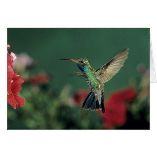 Colibrí Picolargo, Cynanthus