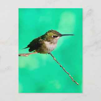 colibrí postal
