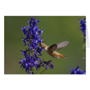 Colibrí rojizo