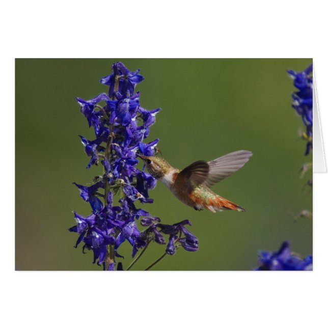 Colibrí rojizo (Anverso (Horizontal))