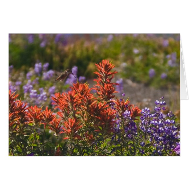 Colibrí rufo (Anverso (Horizontal))