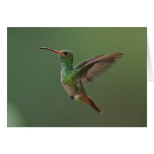 colibrí Rufo-atado