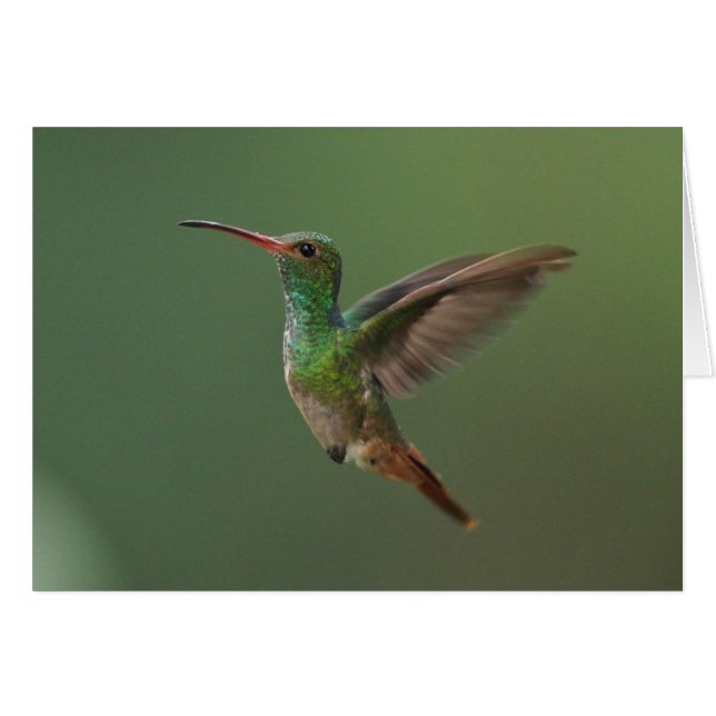 colibrí Rufo-atado (Anverso (Horizontal))