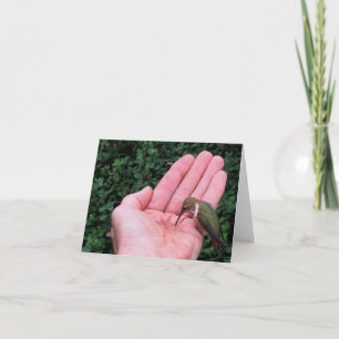 Colibrí rufo/de Allen • Joe Sweeney - tarjeta