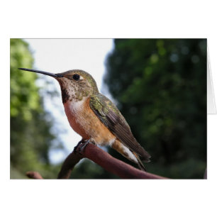 Colibrí Rufous Femenino - Tarjetas