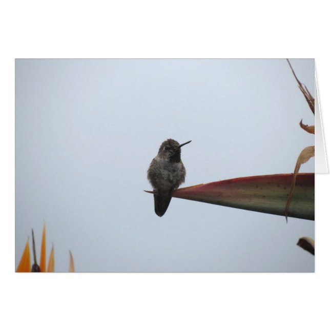 Colibrí rugoso 2014 (Anverso (Horizontal))