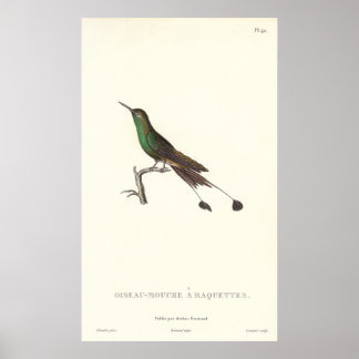 Colibrí verde de larga cola de la impresión antigu