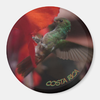 Colibrí verde sobre la Naranja de la flor. Imán