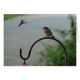 Colibrí y Bluebird, religiosos