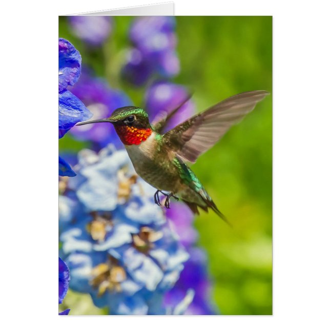 Colibrí Y Delfino (Frente)