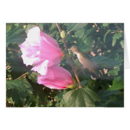 Colibrí y Rosa de Sharon