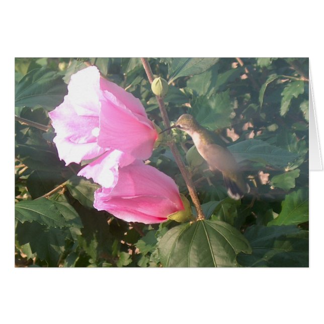 Colibrí y Rosa de Sharon (Anverso (Horizontal))