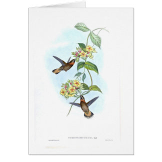 Colibríes