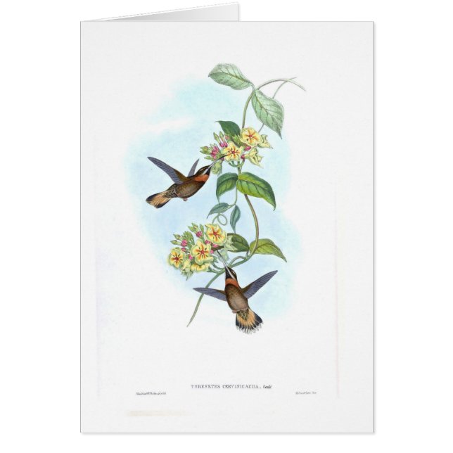 Colibríes (Frente)