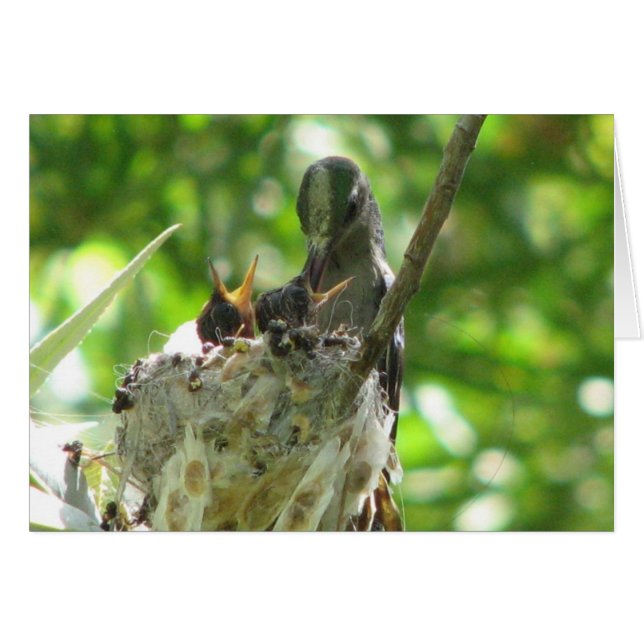 Colibríes (Anverso (Horizontal))