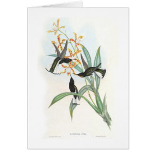Colibríes
