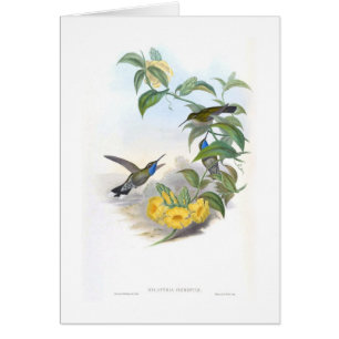 Colibríes