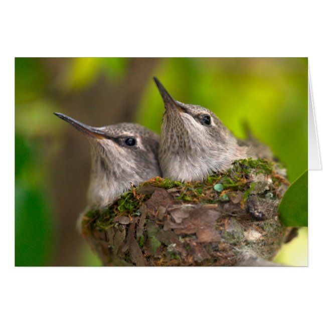 Colibríes bebés (Anverso (Horizontal))