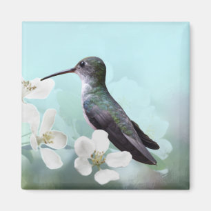 Colibríes Imanes