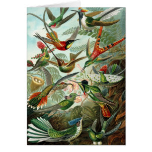 Colibríes por Ernst Haeckel, árboles de pájaros vi