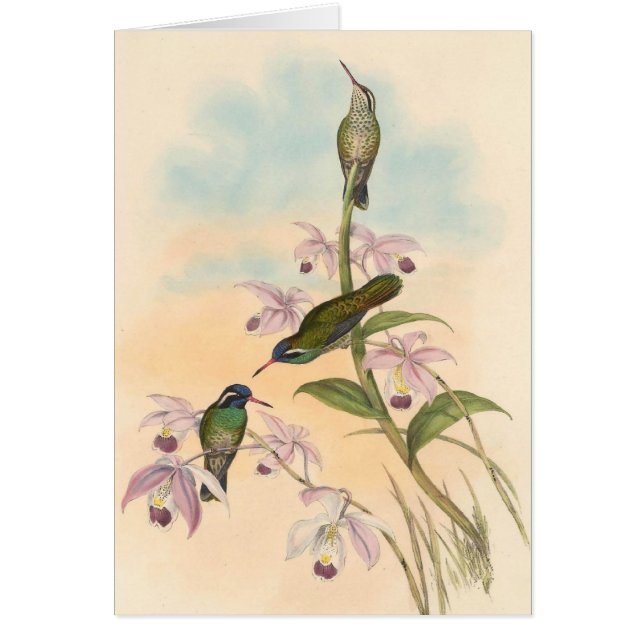 Colibríes y orquídeas de Gould (Frente)