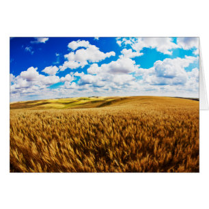 Colinas rocosas de trigo maduro