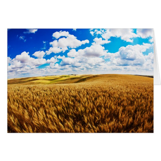 Colinas rodando de trigo maduro (Anverso (Horizontal))